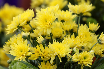 Chrysanthemum flowers.