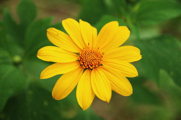 Fototapeta premium Mexican sunflower