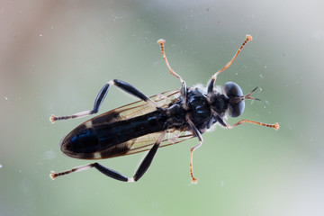 Animali