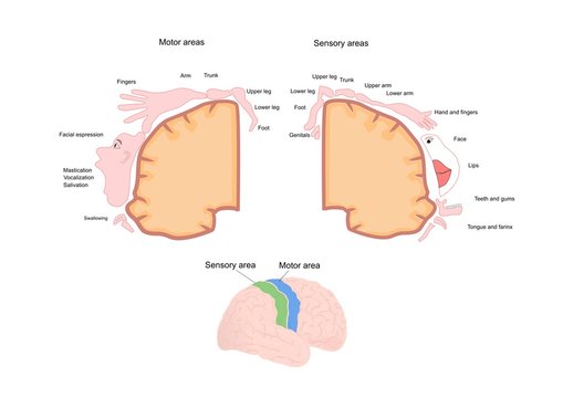 sezione cerebrale, con aree motorie e sensitive (homunculus)