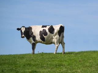 Acrylic prints Cow holstein cow on ridge