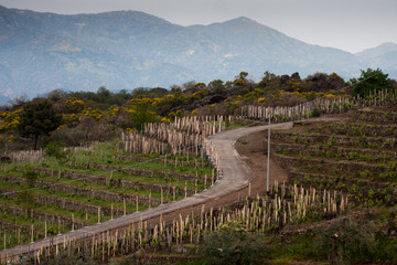 vineyard on the slopes of Etna in Sicily