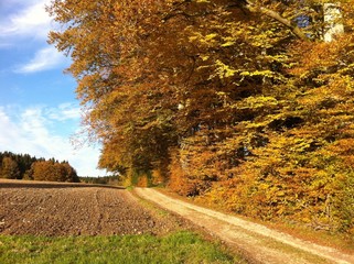 Forstweg im Herbst