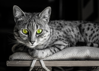 Egyptian Mau with Green Eyes