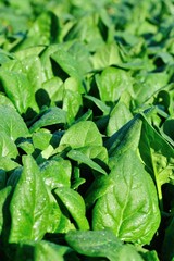 Green spinach in growth at vegetable garden 