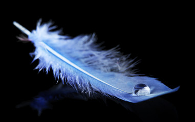 Beautiful feather with water drop on black background