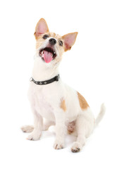 Funny little dog Jack Russell terrier, isolated on white
