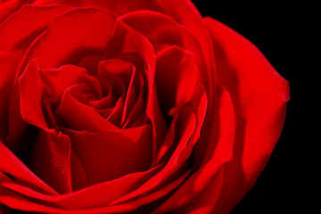 Beautiful red rose close-up