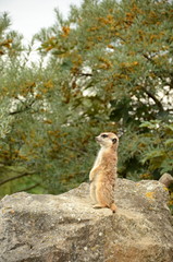 Meerkat (suricata)
