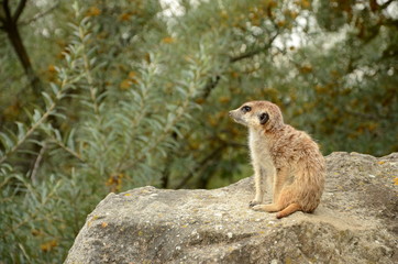Naklejka na ściany i meble Meerkat (suricata)