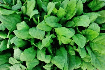 Green spinach in growth at vegetable garden 