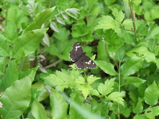 ダイミョウセセリ