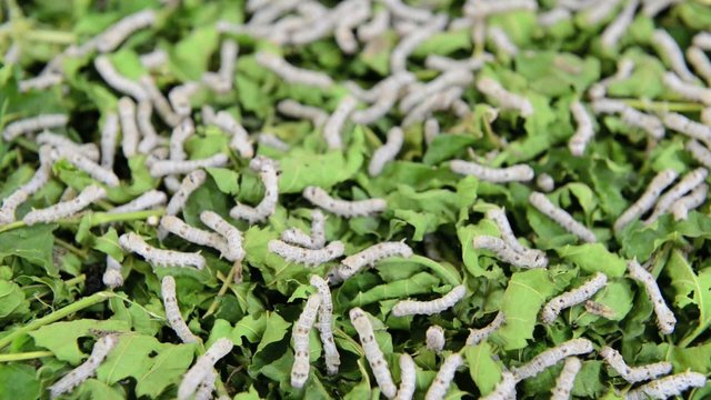Silkworm eating mulberry green leaf