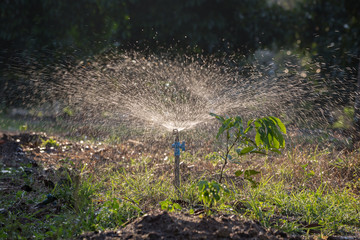 Sprinkler watering in the garden