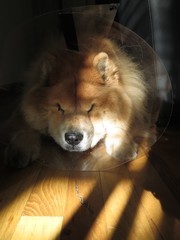 Chow Chow Dog Wearing Head Cone ("Elizabethan Collar")