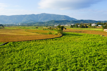 Fototapeta premium Farmland
