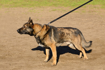 German shepherd dog