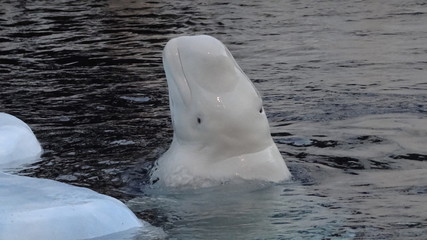 Fototapeta premium Weiser Belugawal.