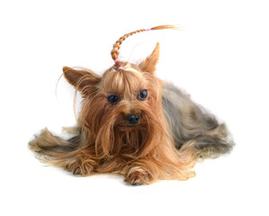 yorkshire terrier isolated on white