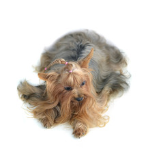 yorkshire terrier isolated on white