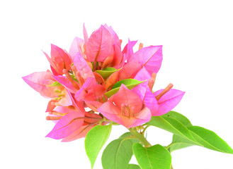 pink bougainvillea blooms isolate on white.