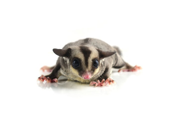 Flying squirrel, Sugarglider isolated on white