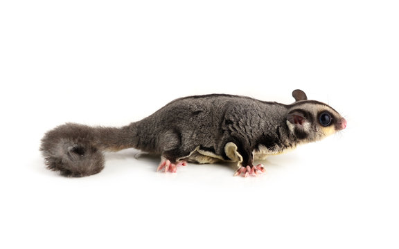 Flying Squirrel, Sugarglider Isolated On White