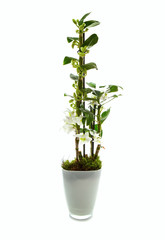 Fototapeta na wymiar White Dendrobium Orchid in a Glass pot a on white background