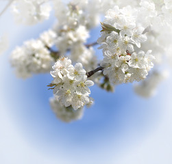 weiße Kieschblüten