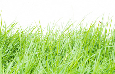 Green grass on wall background