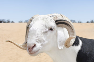 Sahelian Ram with a black and white coat