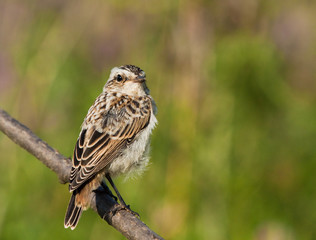 Young Whinchat on the branch 