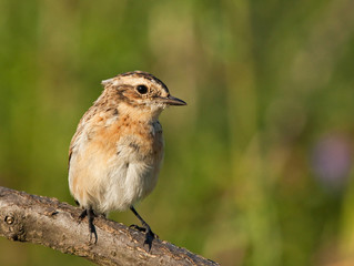 Young Whinchat on the branch 