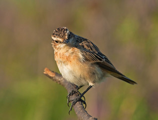 Young Whinchat on the branch 