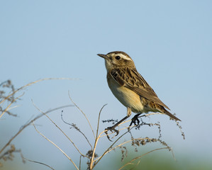 Whinchat