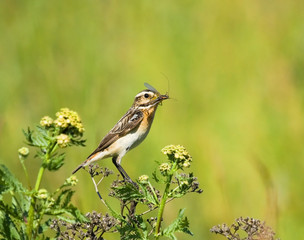 Whinchat with prey