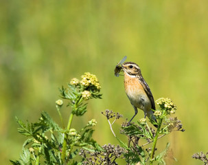 Whinchat with prey