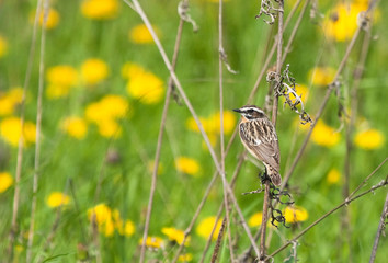 Whinchat on the dry flower