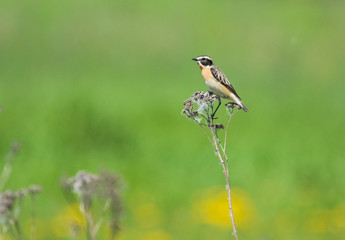 Whinchat