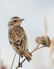 Young Whinchat on the flower