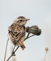 Young Whinchat on the flower