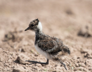 Chick of Lapwing