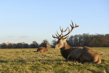 Red deer