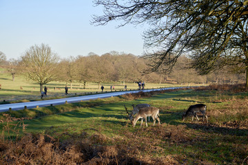 Fallow deer