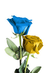 Fototapeta premium Roses