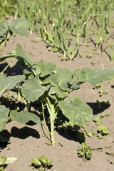 Organic white kohlrabi plant