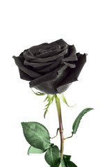 Rose flower
