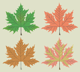 Maple leaf vector