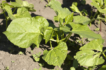 Organic haricot, common bean plant