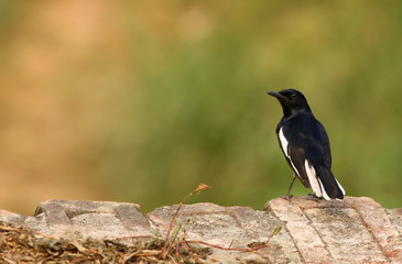 Magpie robin